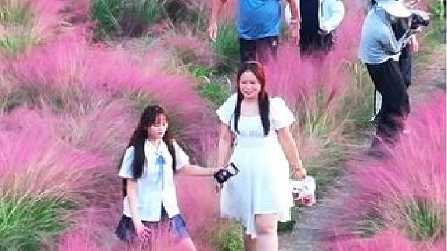 粉黛乱子草，似粉色的诗行，在秋风中书写着浪漫的篇章。今日，在这片粉色的海洋中，感受岁月的静好，让心灵