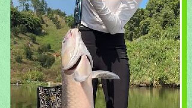 这次用BN路滑杆钓上一条巨青，同款杆子直播讲解中！！！