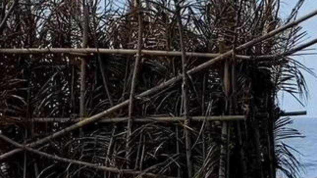 渔民打窝的技术提高了#飞鱼卵香肠 #飞鱼籽香肠