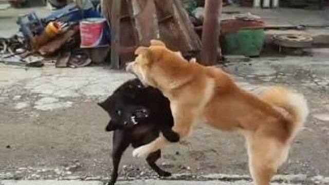 狗子打起来了，难分胜负#狗狗的日常 #动物世界精彩集锦 #萌宠出道计划 #狗子日常