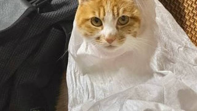 我家最会赶时髦的小猫 （真的是她自己钻进这袋子口里的，一回头就看到她这样）#万圣节装扮 #记录猫咪日