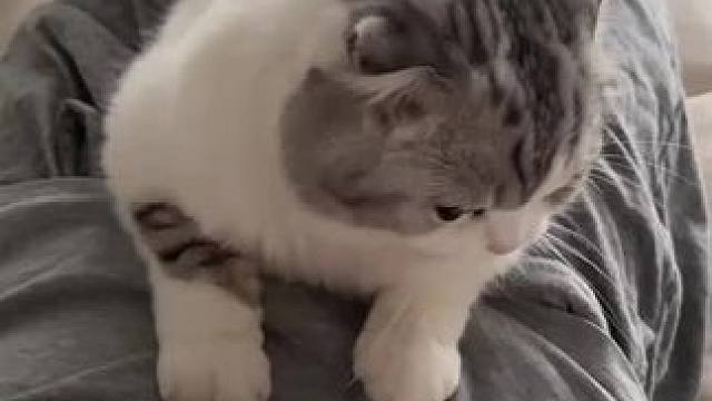 家人们早啊#记录猫咪日常 #猫咪粘人行为