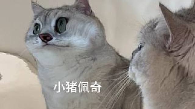 当小猫咪第一次照哈哈镜 #神奇复原力在哪里#麦富迪霸弗猫粮#金牌养宠家#被迫营业的猫猫
