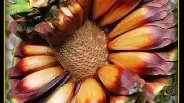 少见且精致的巴拉那松子礼盒，用来当做礼品送父母送领导都是嘎嘎有面子的！#巴拉那松子 #高端礼品 #涨