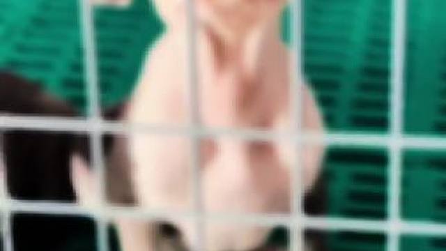 蓝白色斯塔福幼犬 爸爸：海神；妈妈：拉玛；均来自欧洲 这样的搭配 真的是极品#斯塔福 #萌宠 #赛级