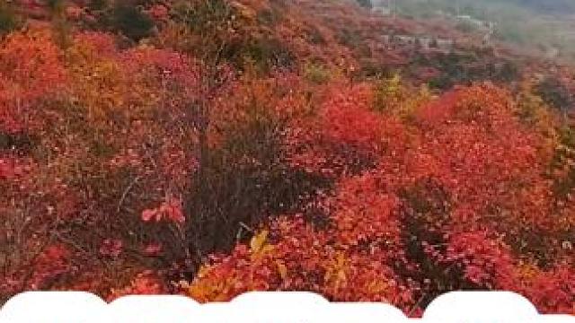 #满山遍野映山红 #红叶 #河南刚哥#长寿山#红叶
