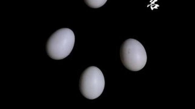 鸡蛋创意短片试试这样拍#手机摄影 #拍摄技巧 #创意摄影 #创作灵感