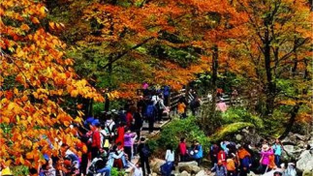 这是最近几天黑熊沟该有的秋色，趁天气好出发错过等明年#治愈系风景 #旅行推荐官 #到深蓝的天空下感受