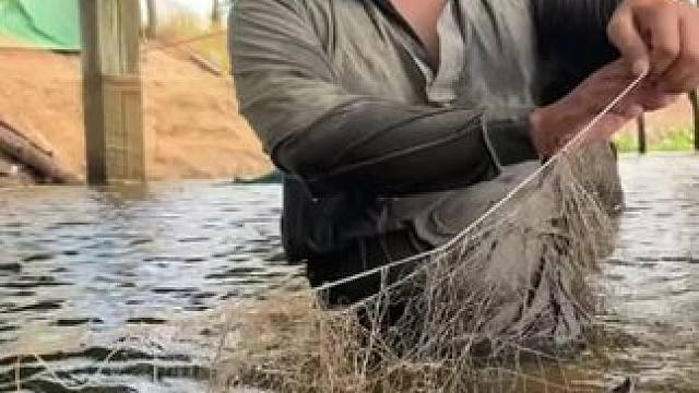 东南亚地包天 #户外抓鱼#户外捕鱼