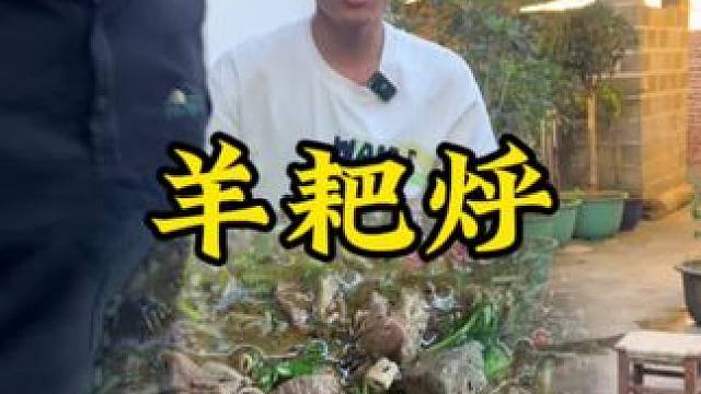 羊耙烀#新农人计划2024 #回村后的我 #农村生活