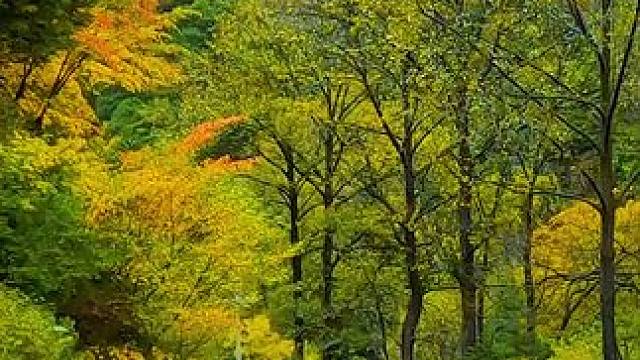 国道317四川阿坝州理县段沿途秋色 #最美的风景在路上 #旅行推荐官 #川西