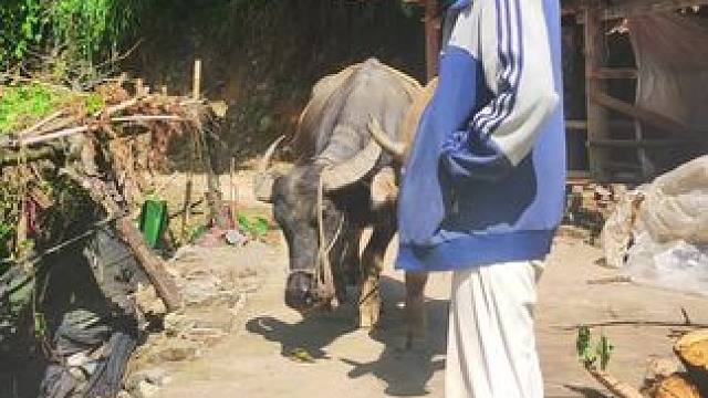 早上干完活，下午去放牛#田园生活 #记录我的乡村生活 #放牛的生活