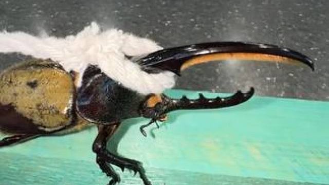 长戟大兜虫拉车 #国外视频分享 #宠物 #昆虫世界