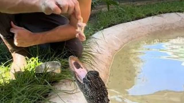 鳄鱼少了一半嘴巴 #国外视频分享 #奇妙的动物 #鳄鱼