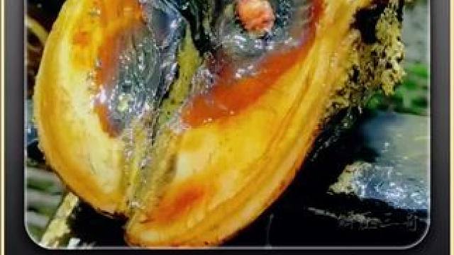 大水冲洗的牛蹄是不是你们的最爱#修蹄 #助眠 #解压 #双11零食囤货攻略