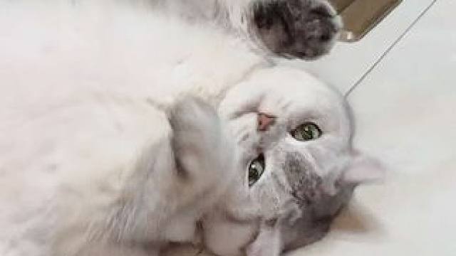 惊喜在后面～ #百万运镜猫咪版 #被迫营业的猫猫 #怼脸拍