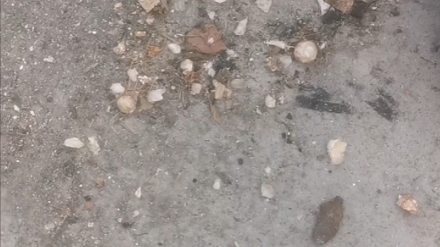 看这猫聪明了，