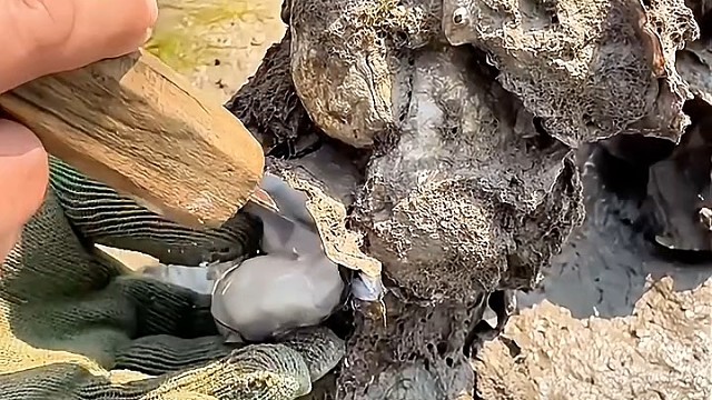 看看，现在的生蚝肥了吗？