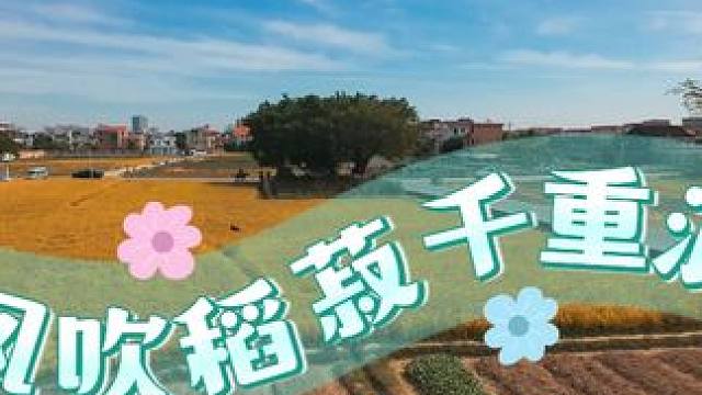 风吹稻菽千重浪 广东中山市三乡镇桥头村晚稻喜获丰收。