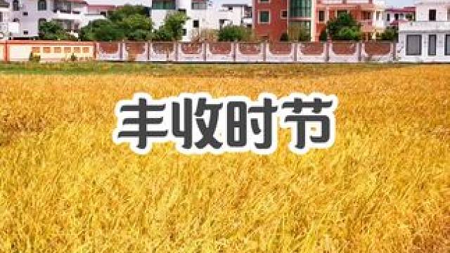 丰收时节 中山市三乡镇桥头村水稻喜获丰收#春播一粒籽秋收一斗粮 #丰收的季节