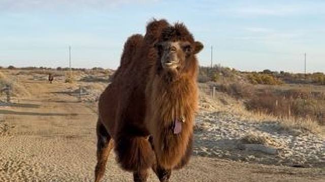 #沙漠 大漠一驼