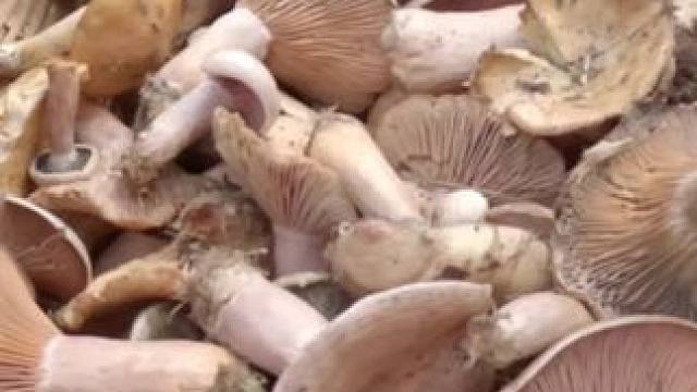 今天又到老地方捡菌子，捡不完，根本捡不完。#捡菌子的乐趣来了 #大自然的馈赠 #今天的收获 #真实户