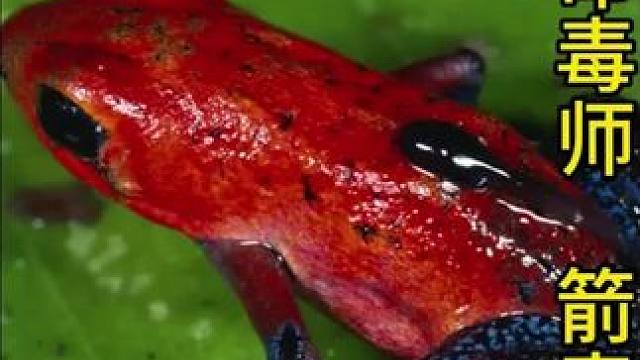 绝命毒师，以毒攻毒#动物世界 #动物解说 #箭毒蛙