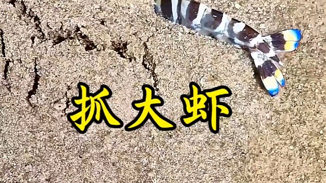 户外赶海抓海鲜