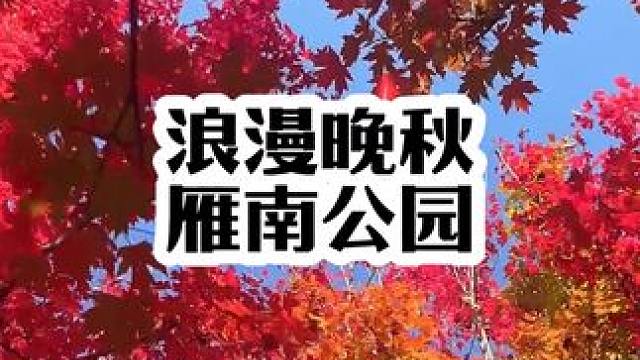 秋天的雁南公园五颜六色的，银杏树和枫叶交相辉映真是太美了#雁南公园 #每一帧都是热爱 #旅行推荐官 