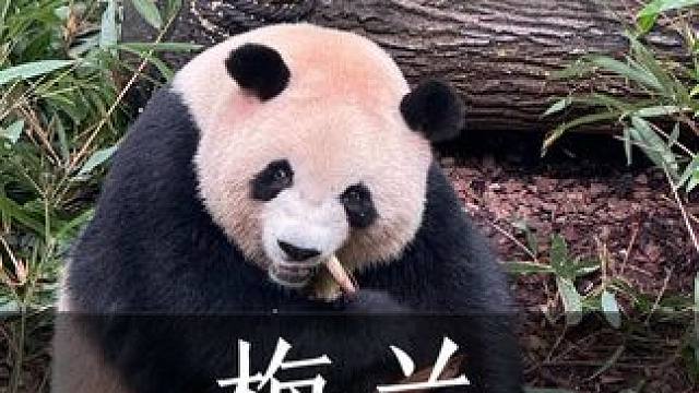 梅兰吃竹笋好可爱！！ 去都江堰熊猫谷看大熊猫啦，两点钟到景区大熊猫刚好都开饭啦～好喜欢梅兰，梅兰吃东