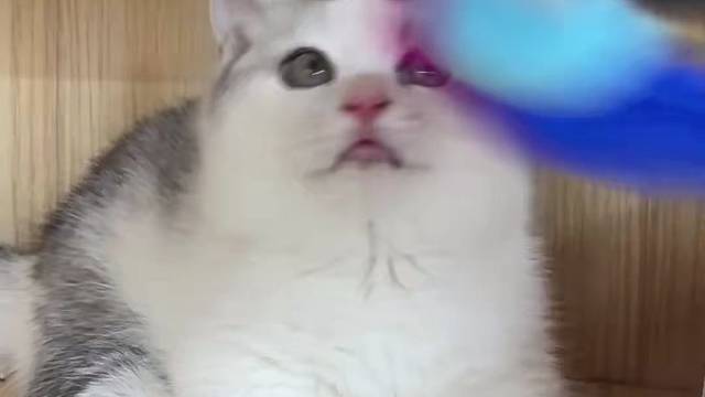 银白矮脚弟弟 甜美 报价700#猫咪找家长 #求领养求带走 #猫咪领养 #小奶喵