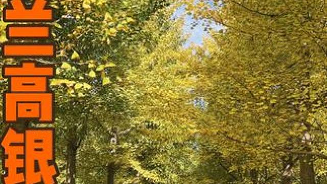 龙口兰高四平的银杏林再有十天左右就要黄透了 今日份随拍#风吹树响是生命的歌 #银杏林 #银杏黄了 #