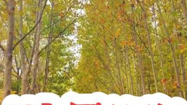 疏影路 #河南刚哥#随拍#志刚在路上