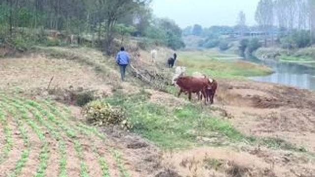 突然好想去放牛 它吃草我睡觉
踏实又自由
能像他这么潇洒就好了#田间地头 #放牛 #乡愁记忆 #农村