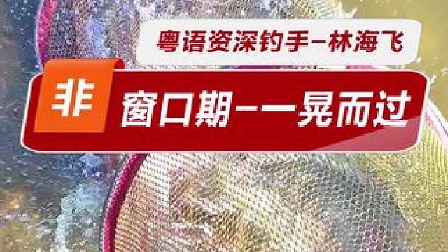 窗口期有多重要 开竿半小时上四条土鲮三三条罗非，然后……钓得好不如起的早