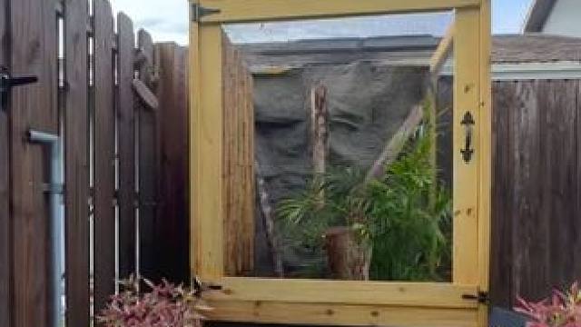 宠物伞蜥干饭 #国外视频切勿模仿 #奇妙的动物 #宠物