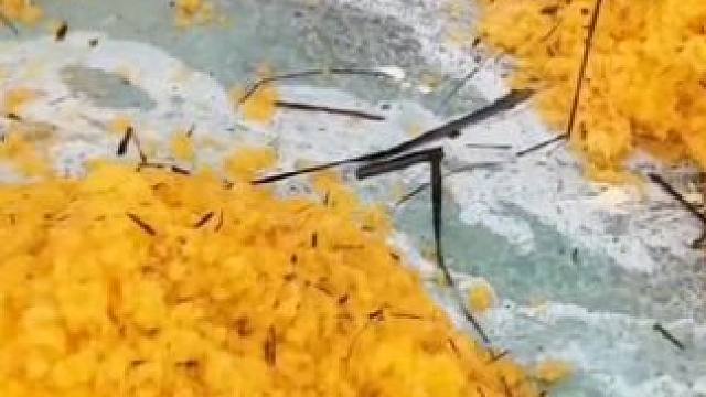 用飞鱼卵制作香肠#飞鱼卵香肠