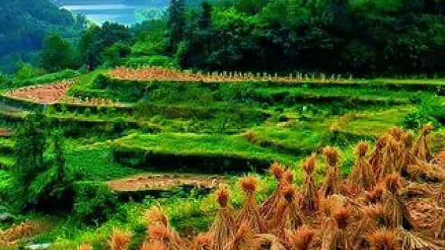 温州中雁荡山下坭村梯田风光美如画。