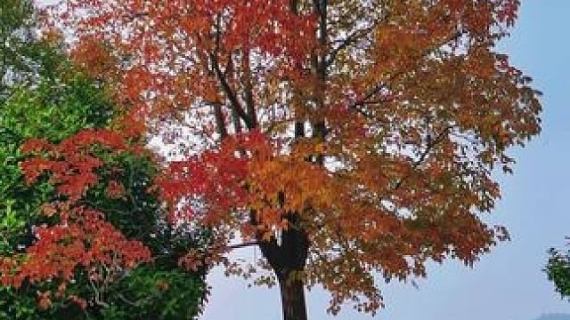 #捕捉身边的美 #秋色