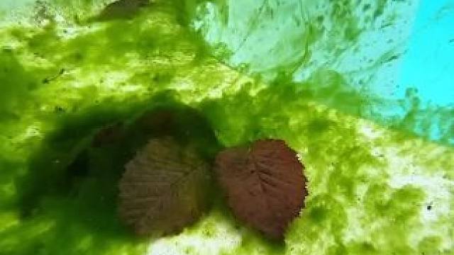 ASMR水下吸尘器吸海藻 #是时候展现真正的技术了 #dou来休息一下 #泳池 #asmr