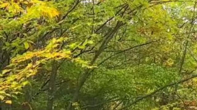 秋染山河，芬芳岁月，携一份秋思，融进米仓山的绚丽斑斓 #秋天 #全屏观看效果更佳