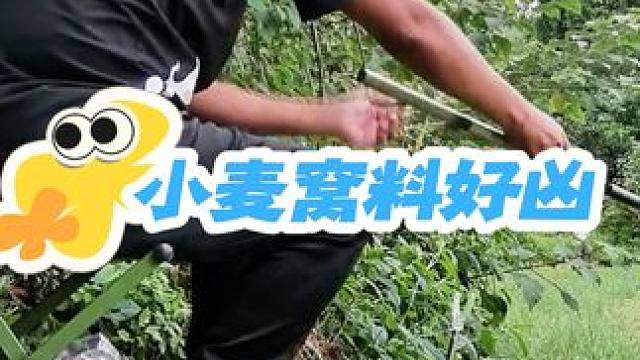 小麦窝料打窝，主攻大白条鲫鱼翘嘴 #爱生活爱钓