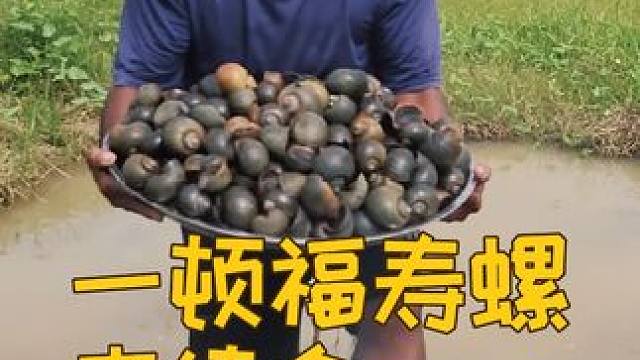 印尼雷斯大叔油炸福寿螺 #福寿螺 #农村美食 #我的乡村生活