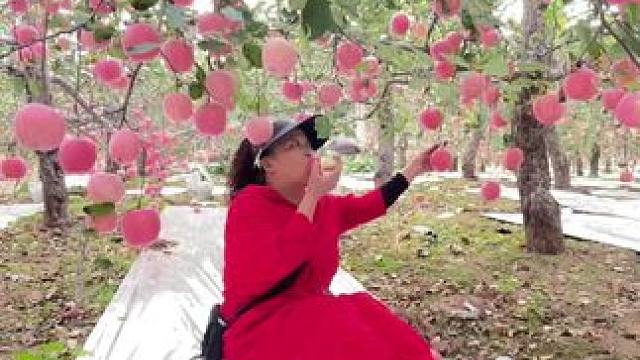 #美丽的家乡田园风光 #丰收的季节 #农村老家 #灵宝