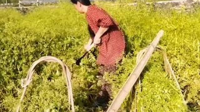 山卡卡里的农村大姐学费了开直播每天收获满满您还在恐播怕播不敢开播开播了不知说什么吗#记录真实生活 #