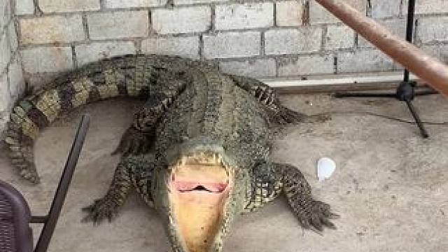 气汹汹的脾气还不小#危险动作请勿模仿