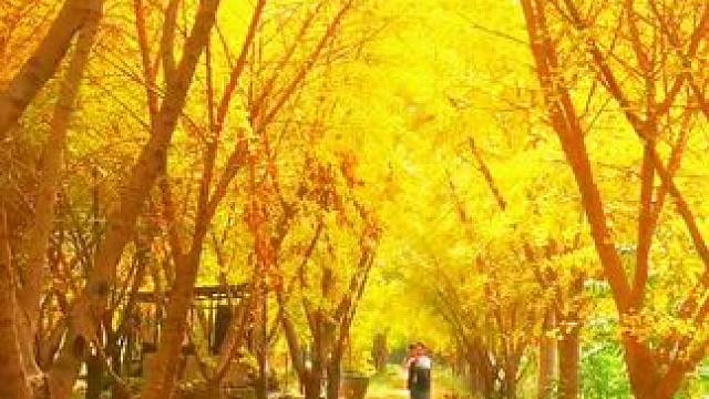 #一叶知秋秋意浓 ！