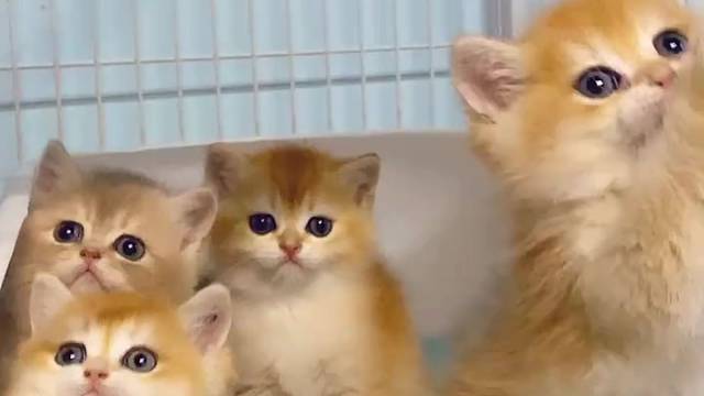 小偿金渐层299 特价出#猫咪找家长 #小猫找领养 #金渐层 #求领养求带走