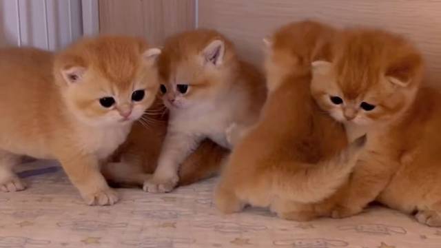 金渐层299特价中#猫咪找家长 #金渐层 #求领养求带走 #猫咪领养