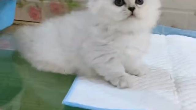 金吉拉拿破仑妹妹报价1700#猫咪找家长 #求领养求带走 #猫咪领养 #金吉拉